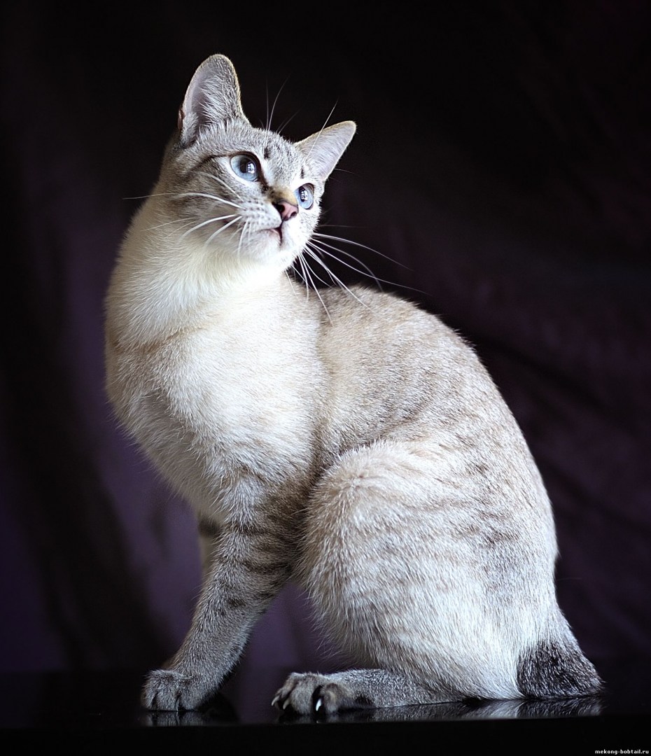 Тайская кошка старотипная