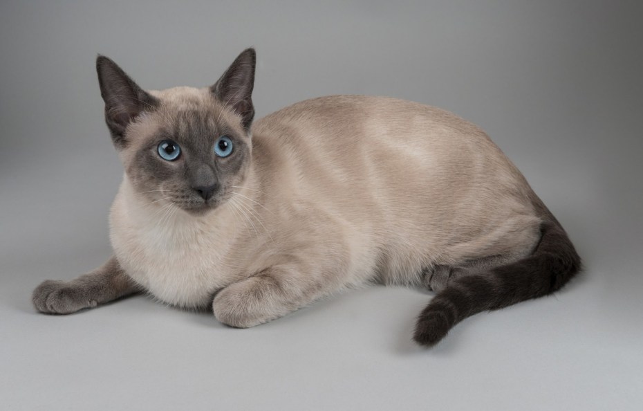 Сиамская кошка