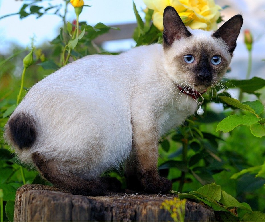 Сиамские тайские котята