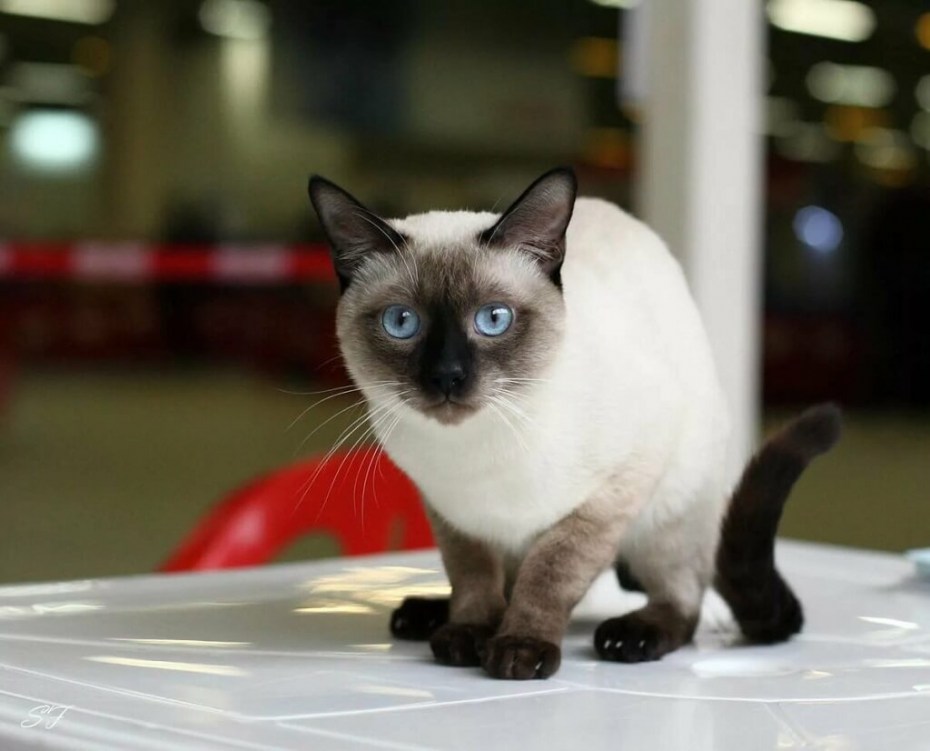 Стройная Сиамская кошка