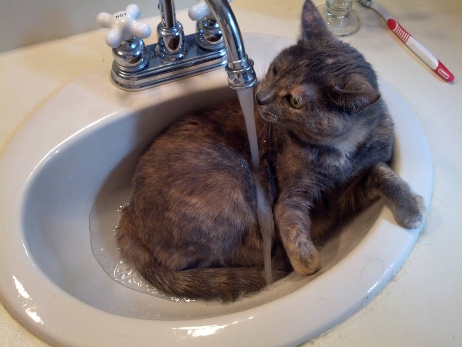 Кошка в раковине