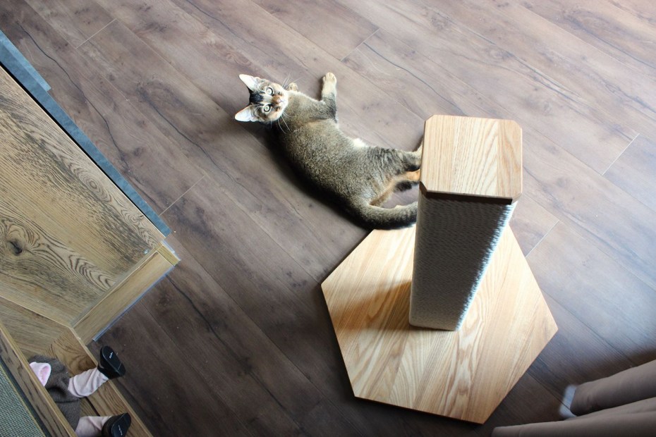 Кошачья когтеточка
