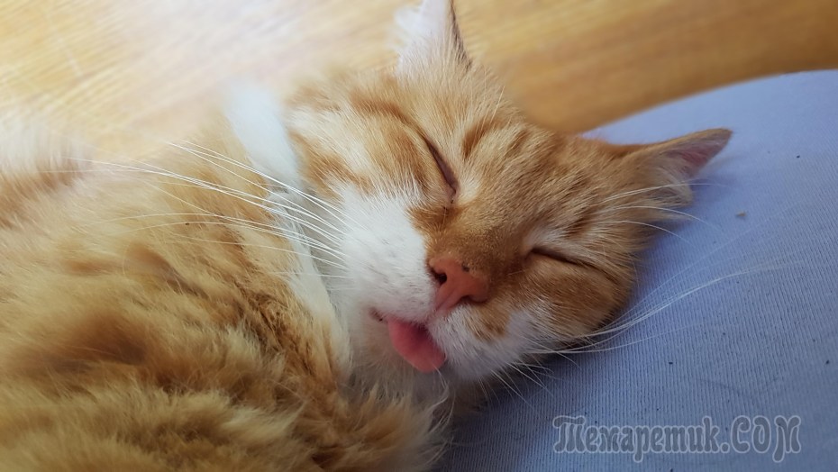 Котик на оранжевом фоне спит