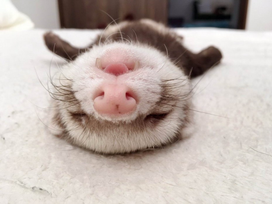 Довольная морда кота