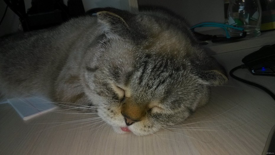 Кошка прикусила язык