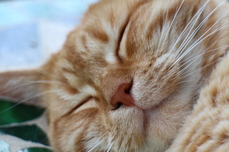Кошачий нос