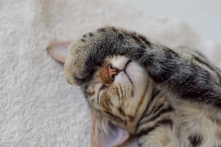 Кошка смешно спит