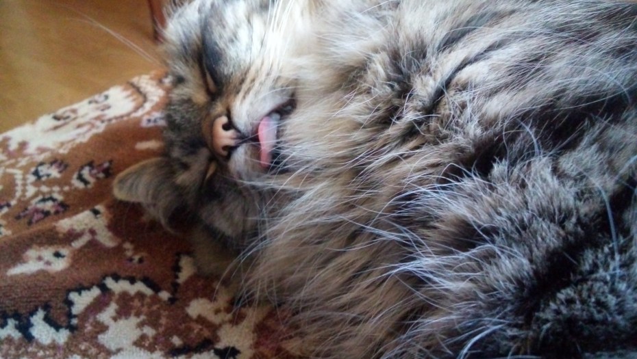 Кошка нюхает