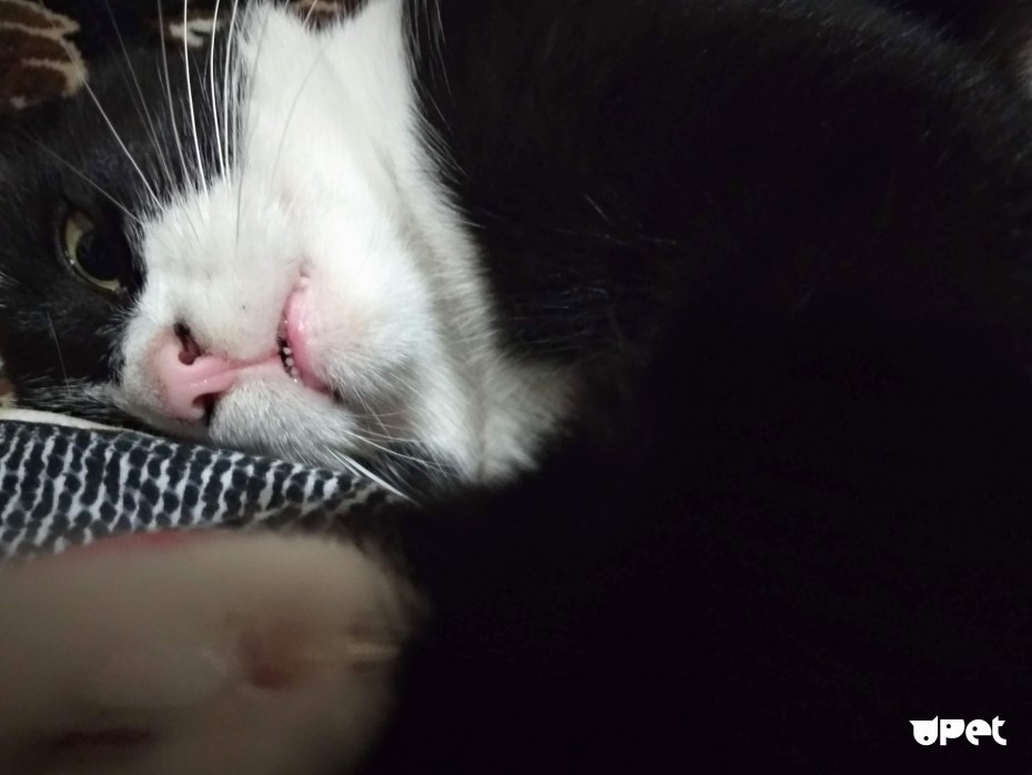 Коты спят на памятниках