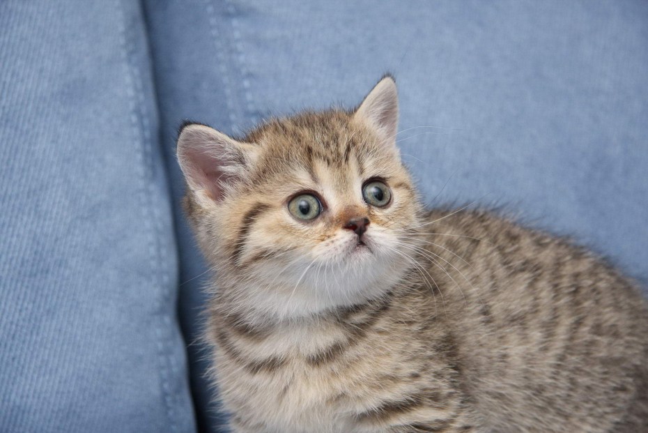 Тигровый британец кот