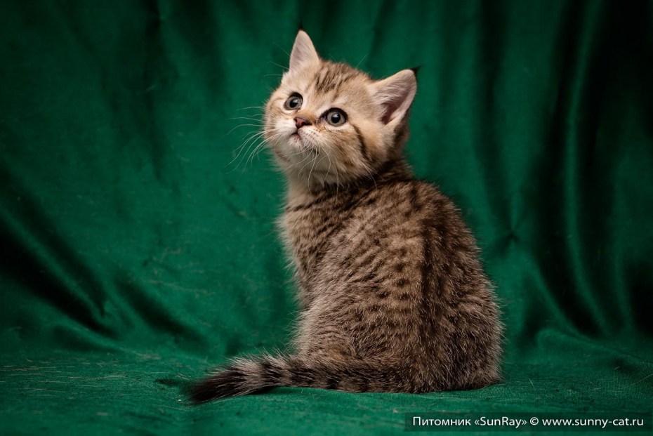 Британская кошка котята тигровый окрас
