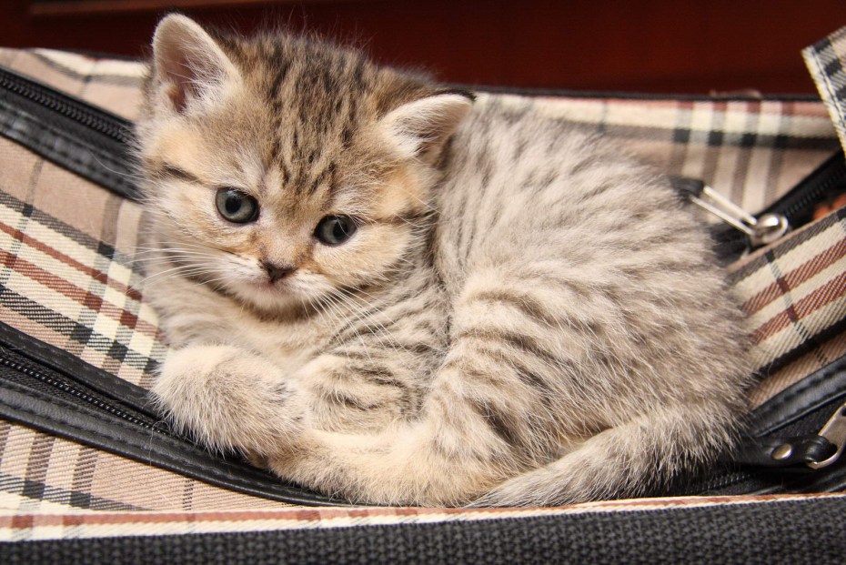 Котята тигрового окраса