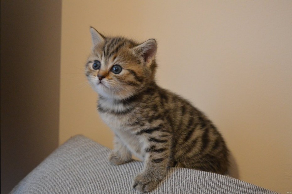 Шотландский котенок прямоухий полосатый