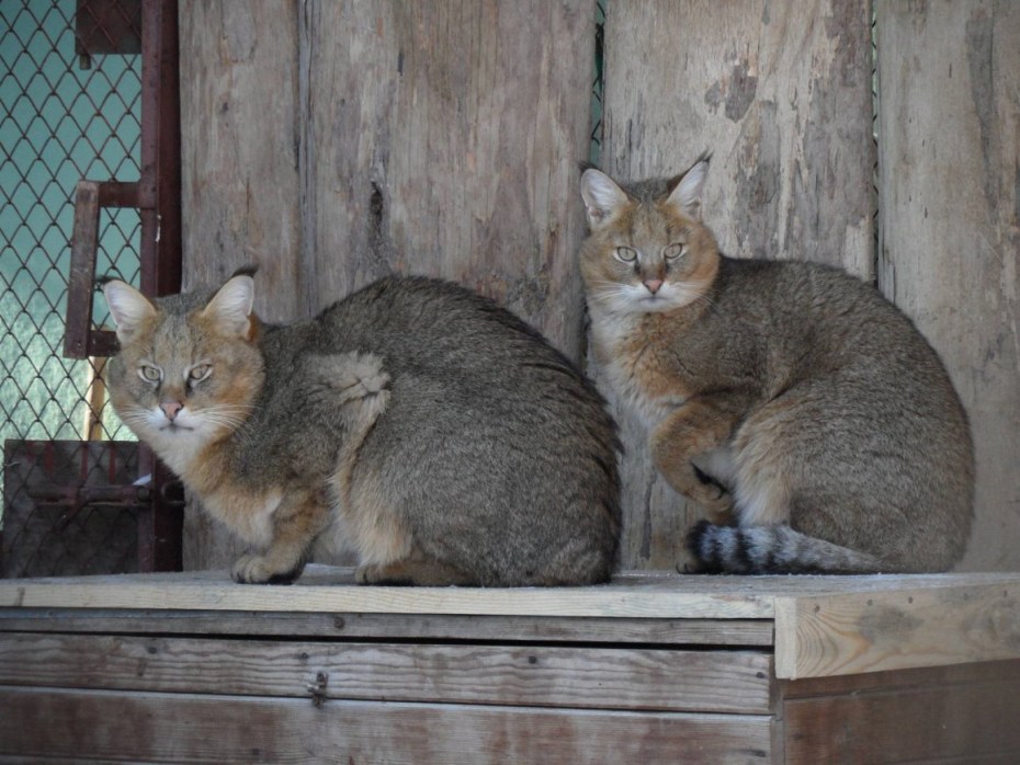 Дикий виверровый кот