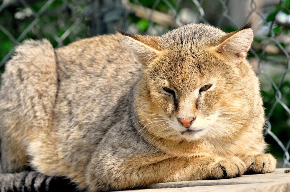 Камышовый кот Felis Chaus