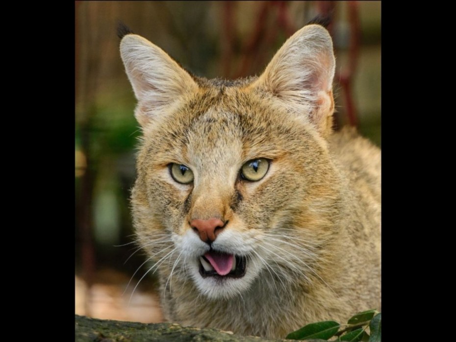 Камышовый кот (Хаус) (Felis Chaus)