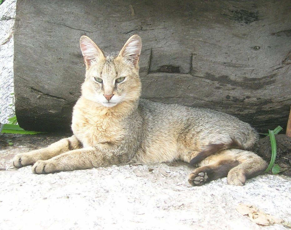 Астраханский камышовый кот