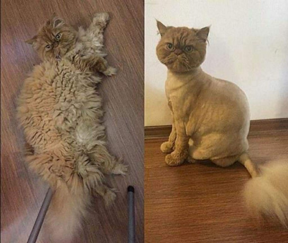 Стрижка котов
