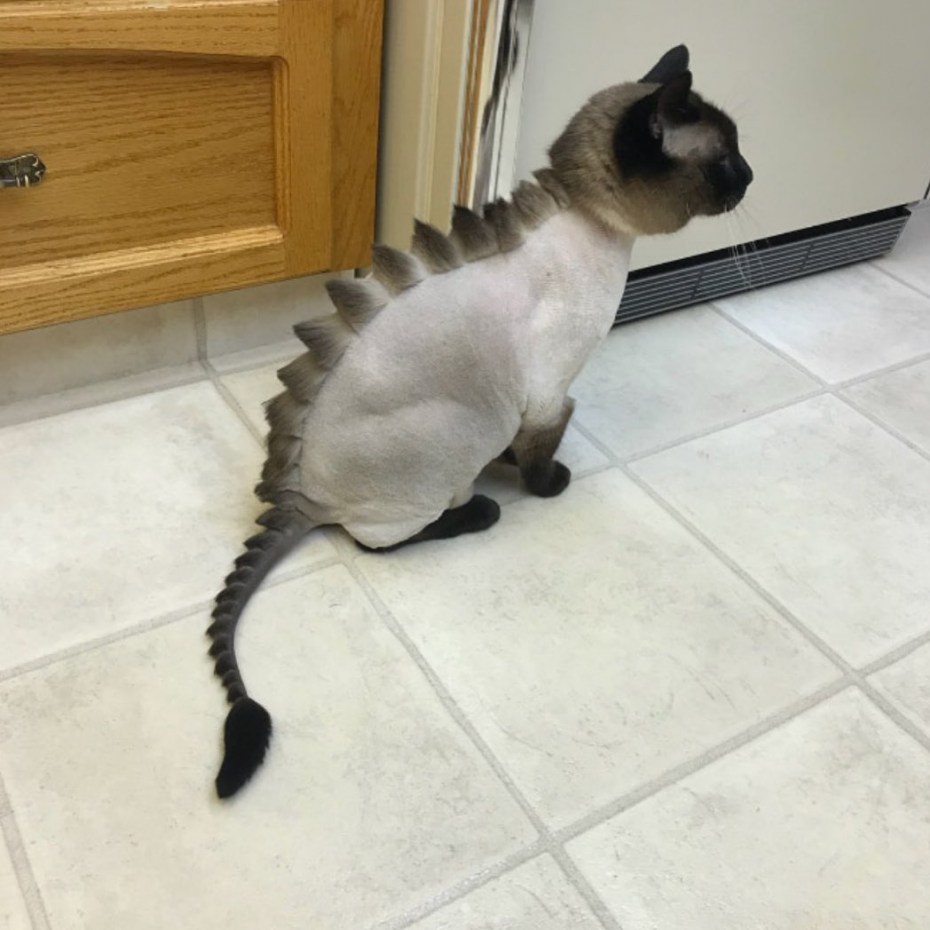 Стрижка кота