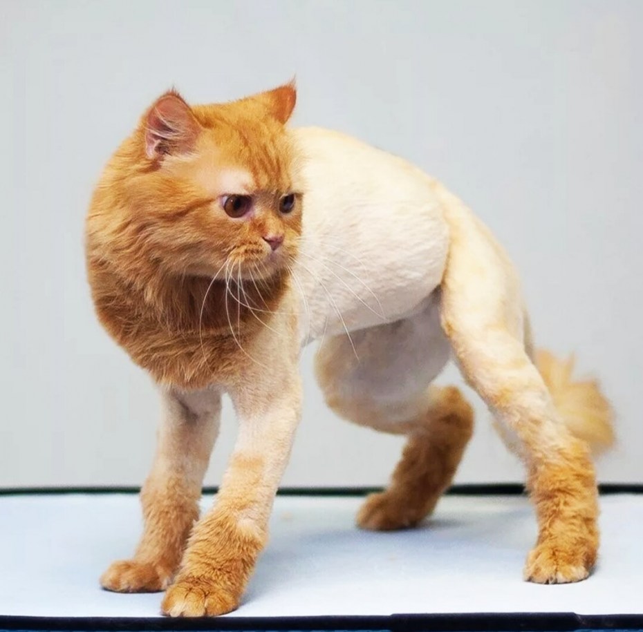 Стрижка котов