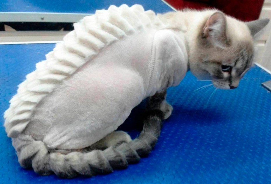 Модельные стрижки котов