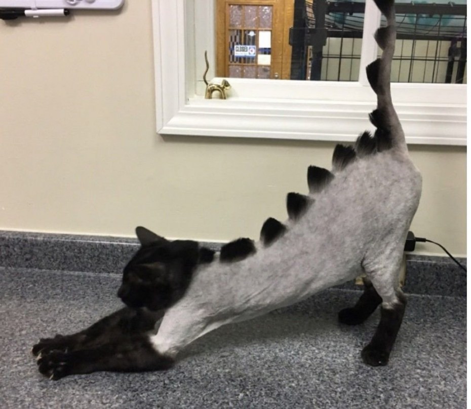 Стрижка кота Лев для шотландских