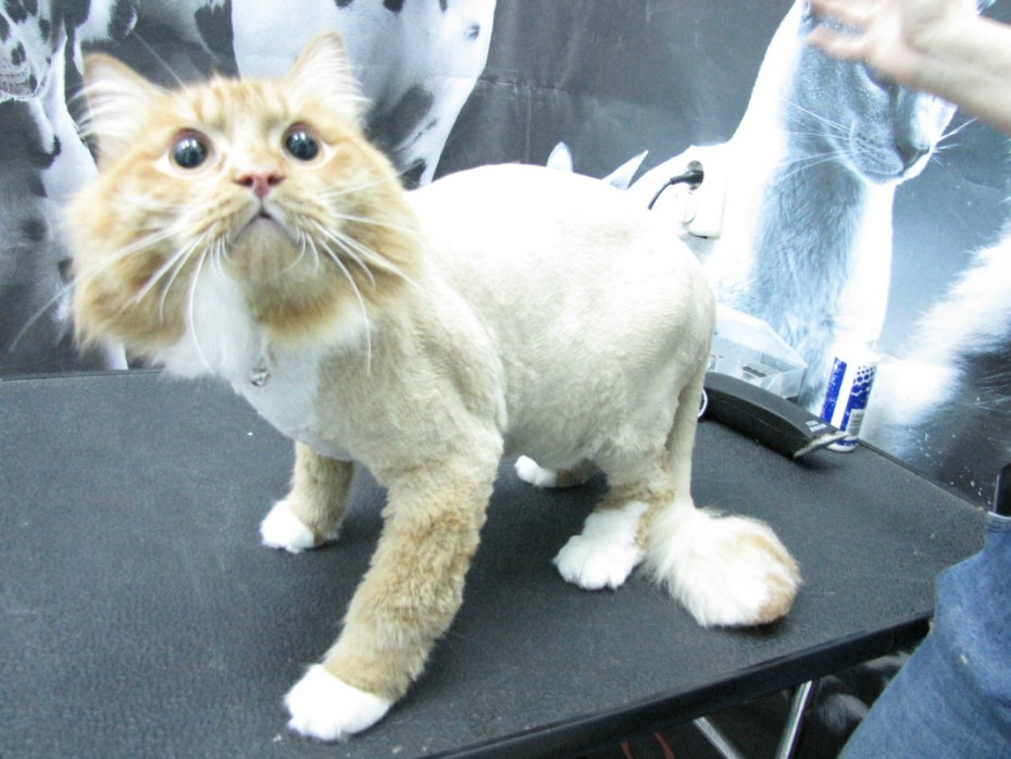 Необычная стрижка кота