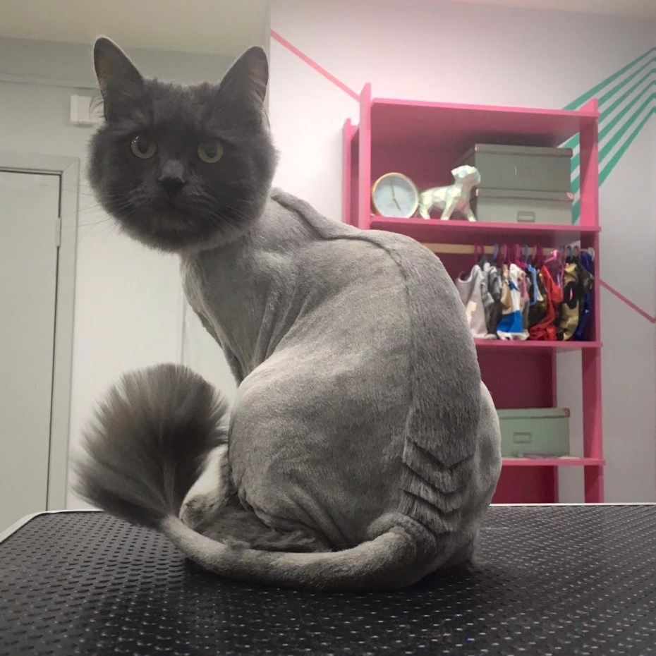 Прикольные стрижки котов