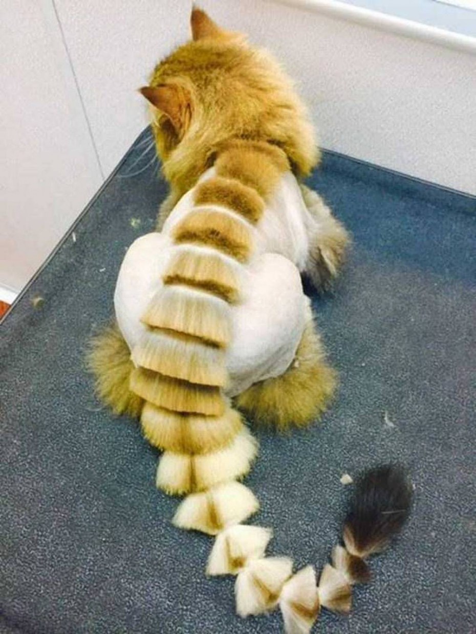 Стрижка кошек
