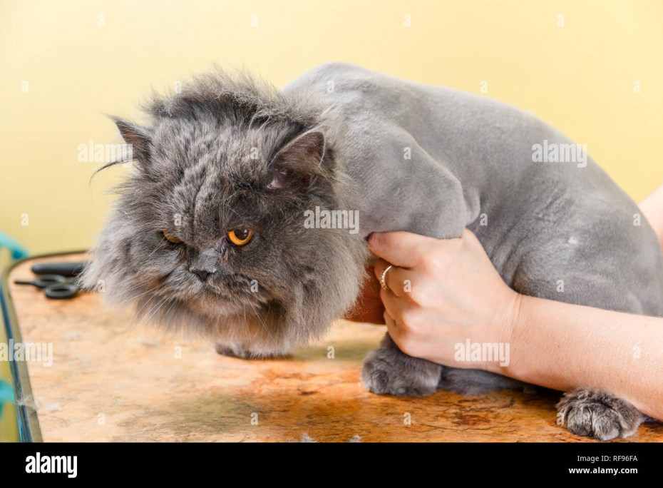 Груминг кошек