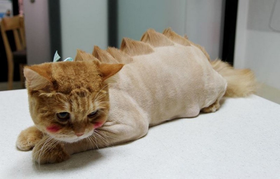 Стрижка кота