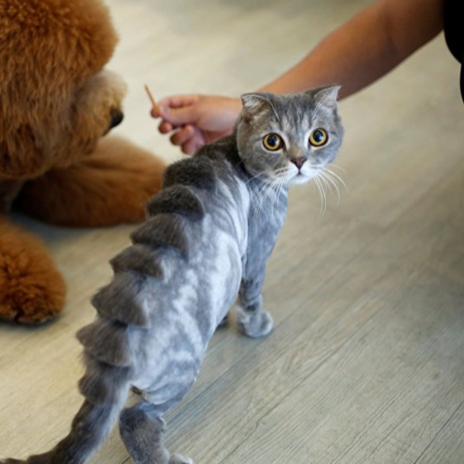 Стрижки кошек британцев