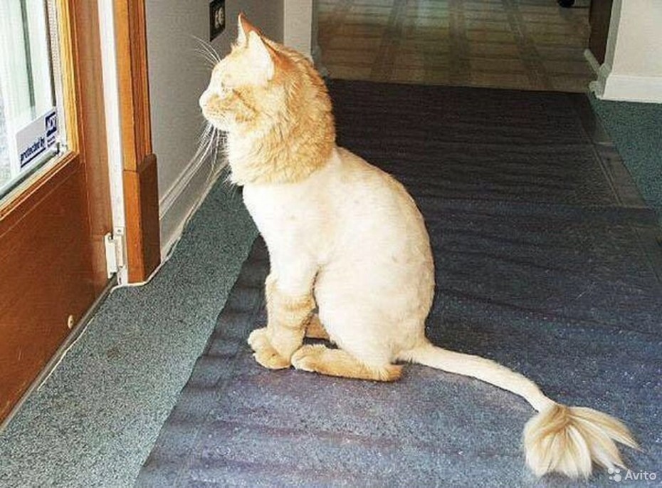Стрижка сибирских кошек