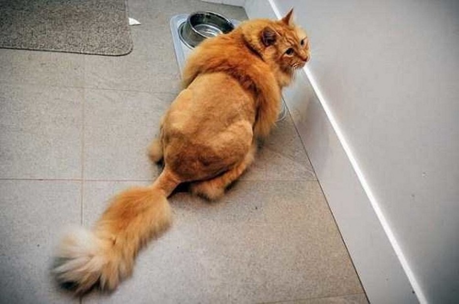 Стрижка кошек