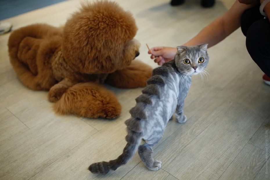 Прикольные стрижки котов