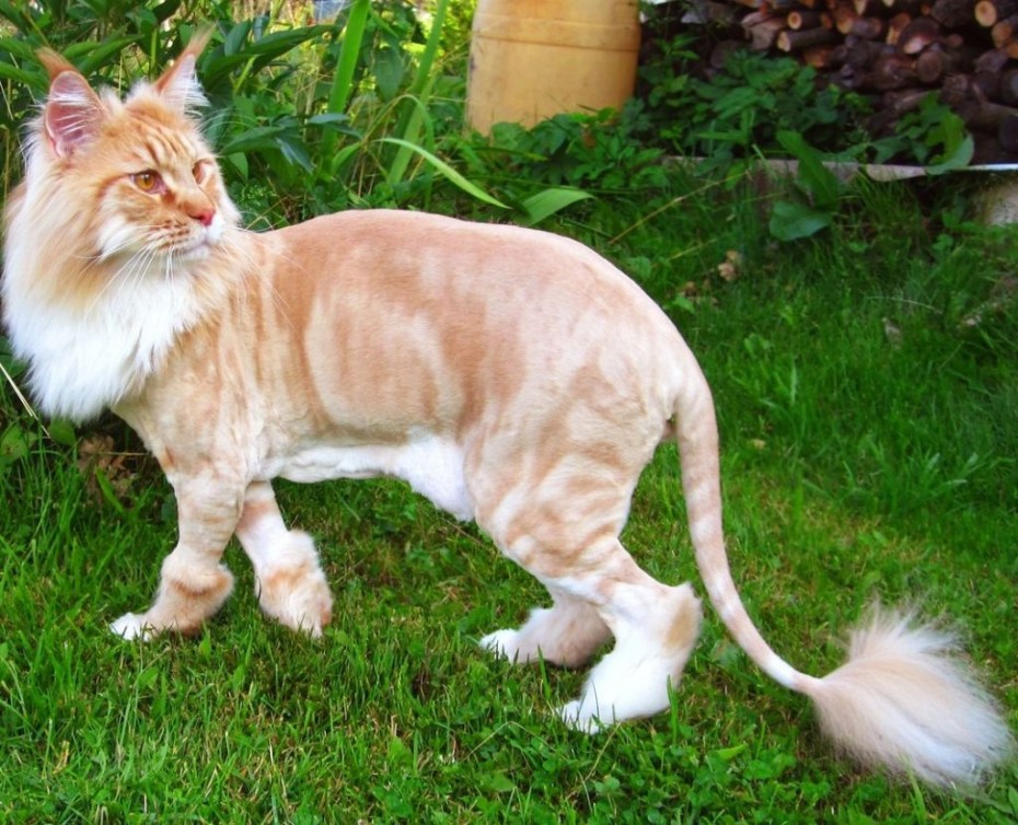 Стрижка кота