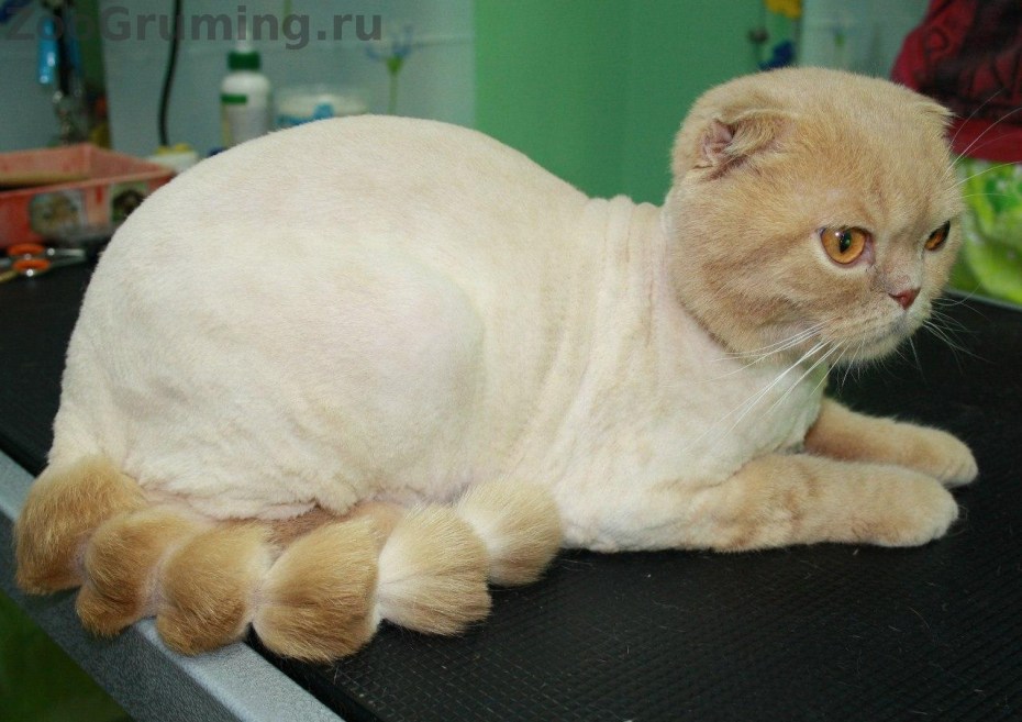 Стриженный кот