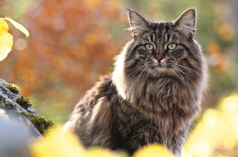 Норвежский Лесной кот