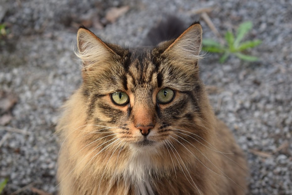 Норвежские Лесные котята