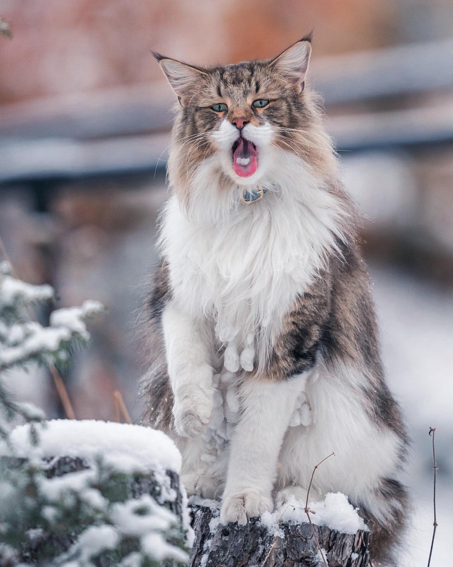 Норвежская длинношерстная Лесная кошка