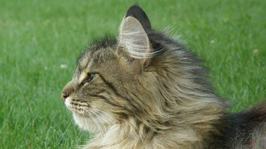 Норвежский Лесной кот