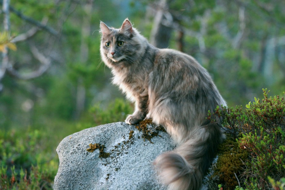 Норвежская Лесная кошка злая