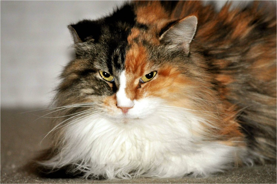 Норвежский Лесной кот