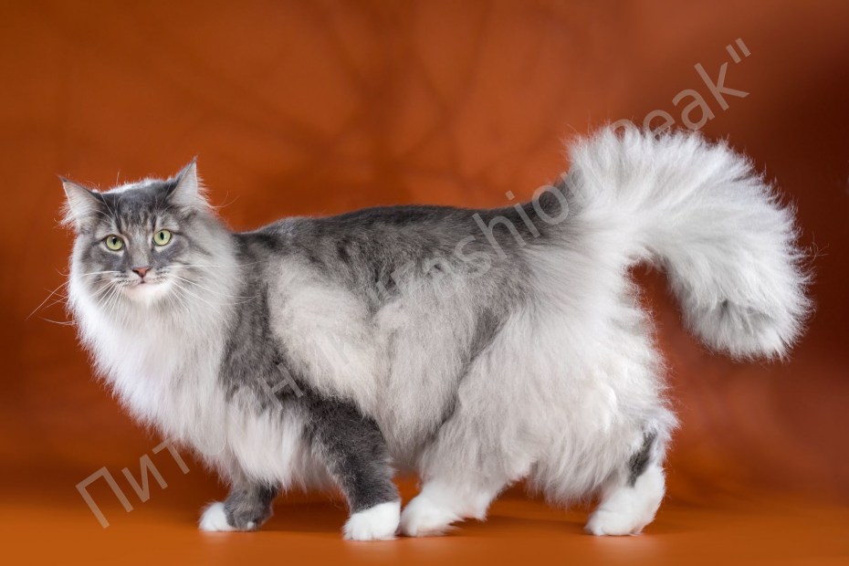 Норвежская Лесная кошка короткошерстная