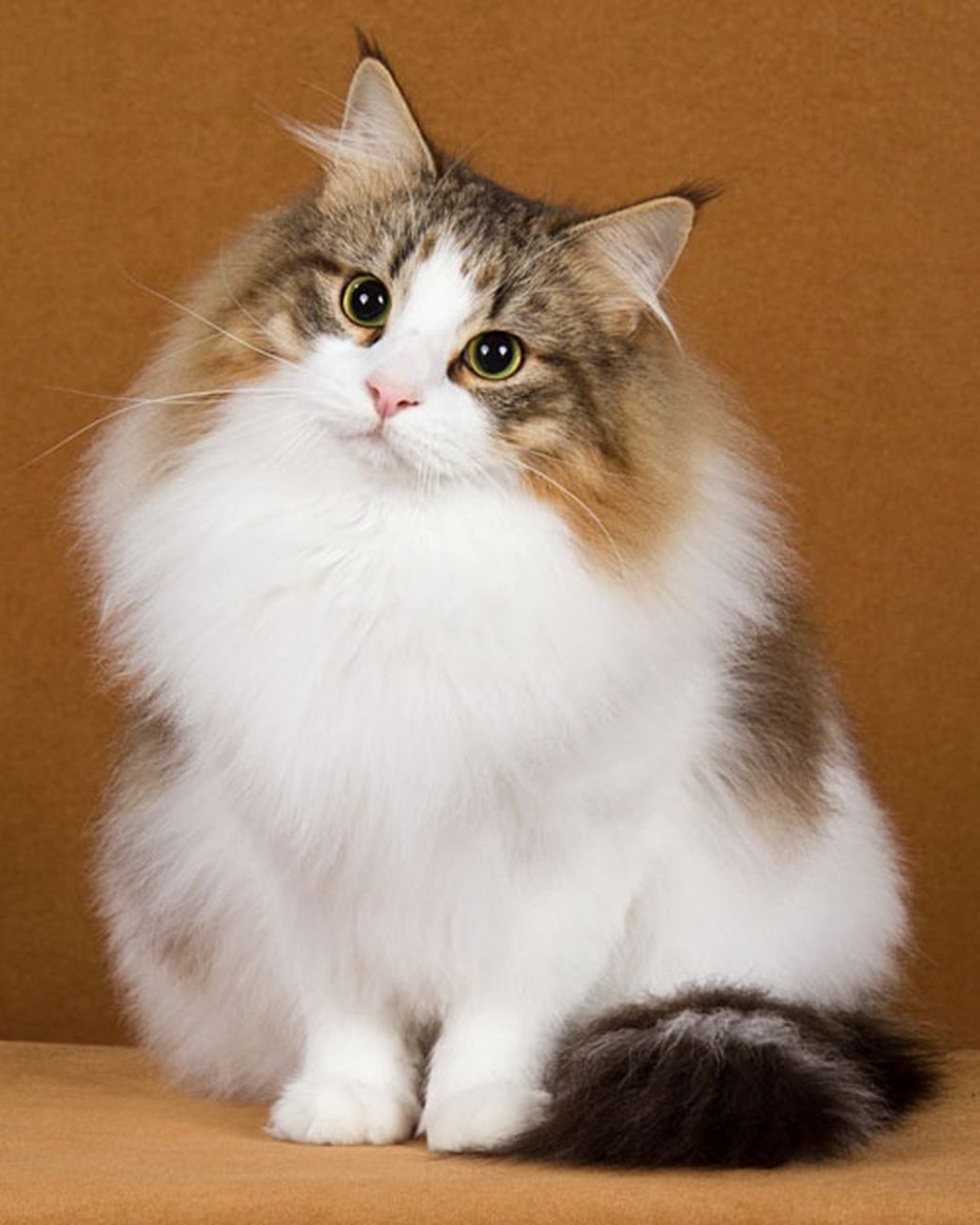 Норвежский Лесной кот