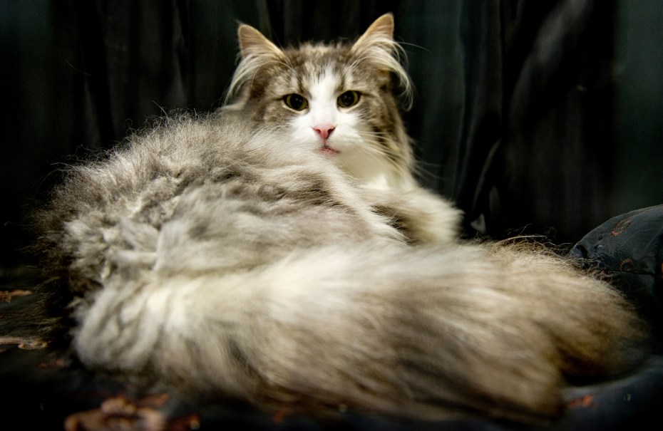 Норвежская длинношерстная Лесная кошка