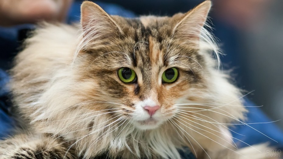 Норвежская Лесная кошка на руках