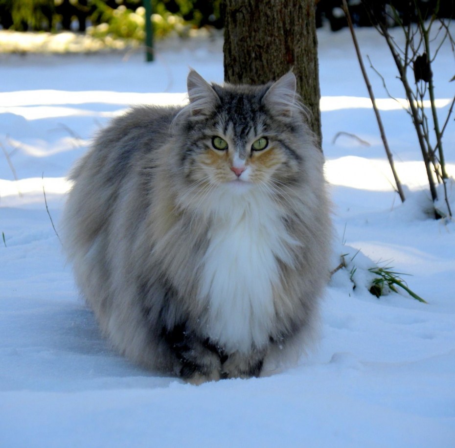 Норвежский Лесной кот