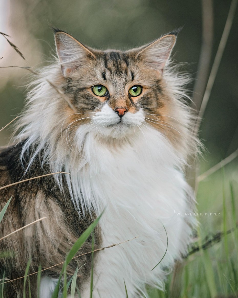 Дикая Норвежская Лесная кошка