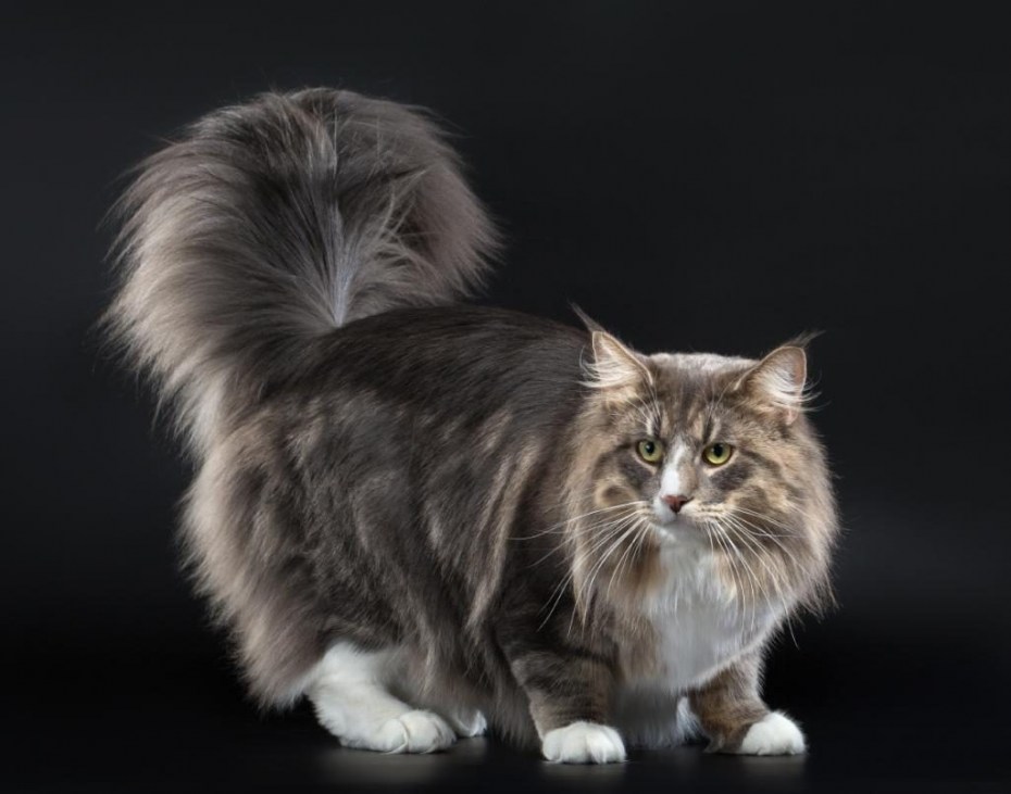Норвежская Лесная кошка биколор